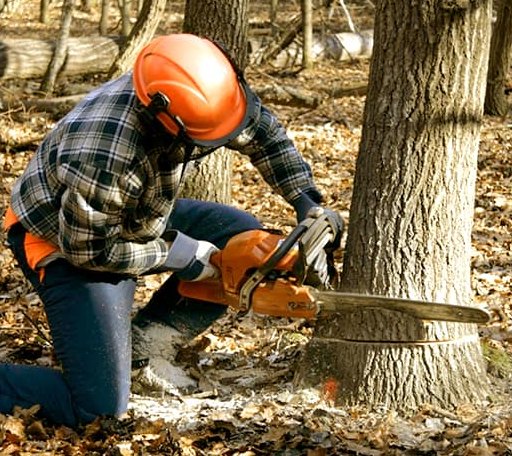 Tree Removal in Fifty Six, AR